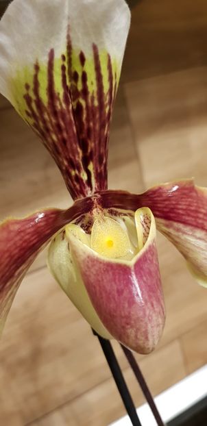 Paphiopedilum American Hibrid - Orhideele mele 2018