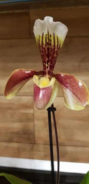 Paphiopedilum American Hibrid - Orhideele mele 2018