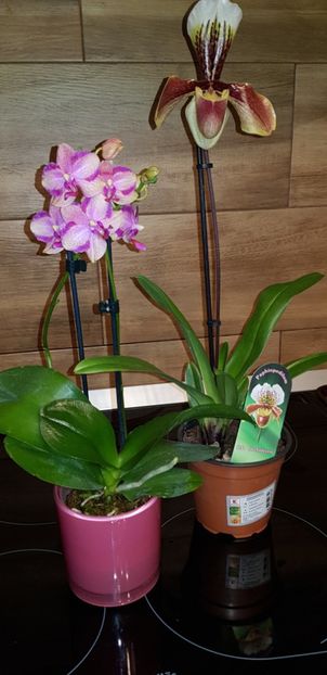 Paphiopedilum American Hibrid+taisuco jesper - Orhideele mele 2018