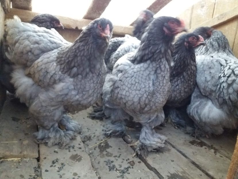 brahma16 - BRAHMA ALBASTRU 2019