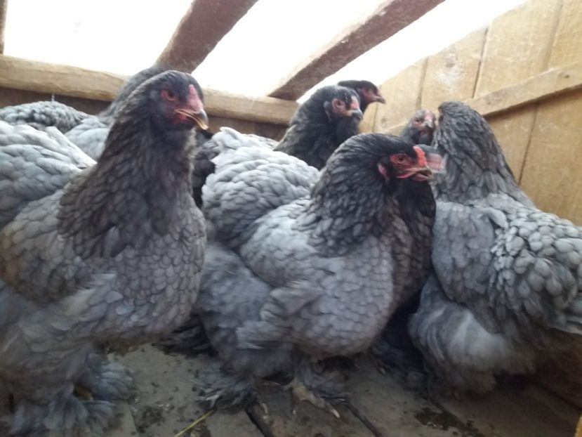 brahma19 - BRAHMA ALBASTRU 2019