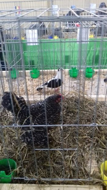  - 07 EXPOZITIA JUDETEANA GORJ 2019 -editia 4