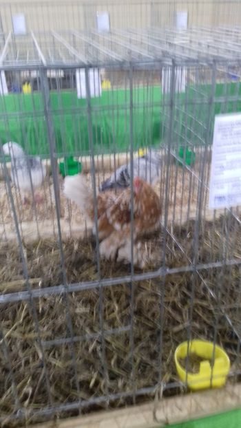  - 07 EXPOZITIA JUDETEANA GORJ 2019 -editia 4