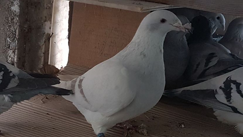  - 0 -8 ian 2019 - Femele