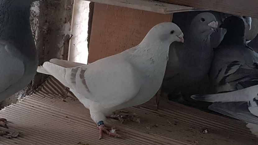  - 0 -8 ian 2019 - Femele