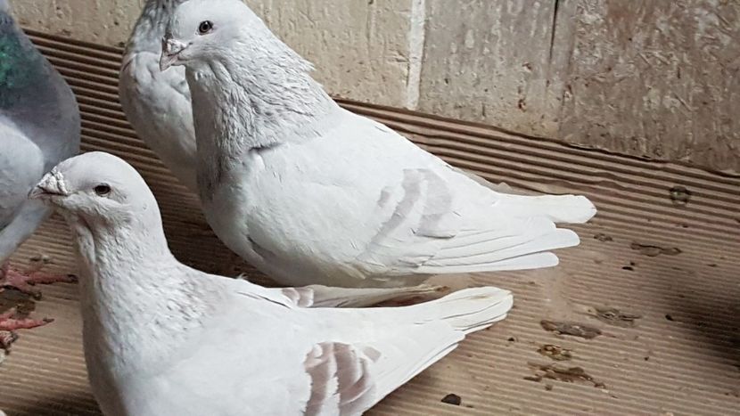  - 0 -8 ian 2019 - Femele