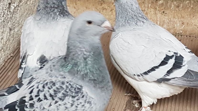  - 0 -8 ian 2019 - Femele