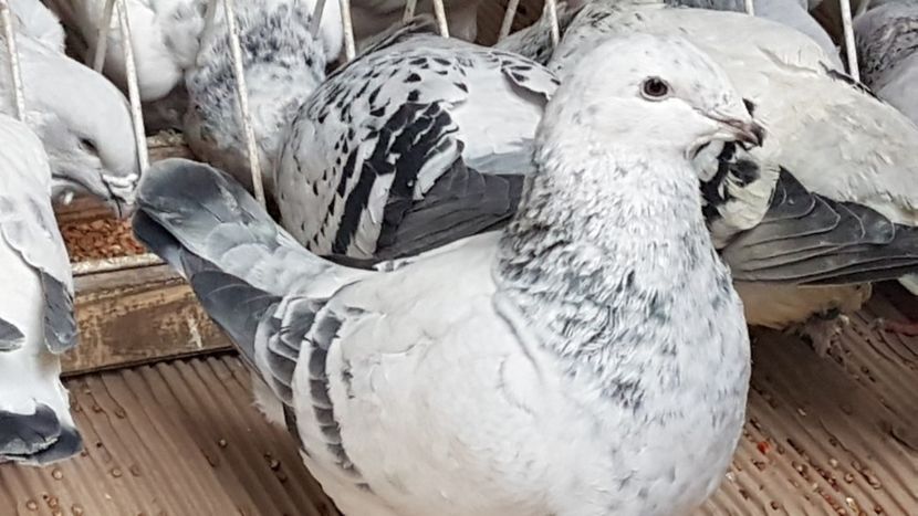  - 0 -8 ian 2019 - Femele