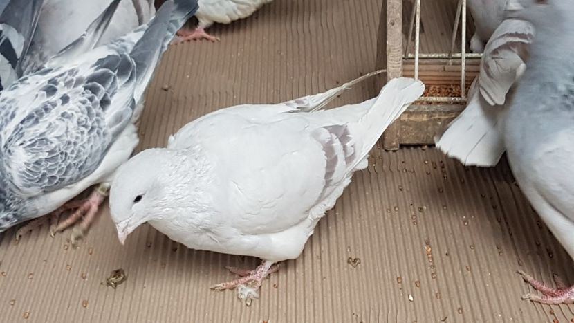  - 0 -8 ian 2019 - Femele