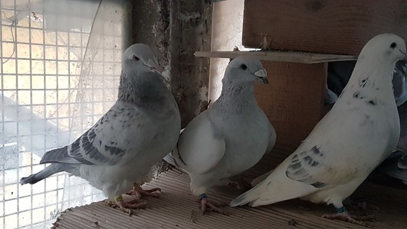  - 0 -8 ian 2019 - Femele