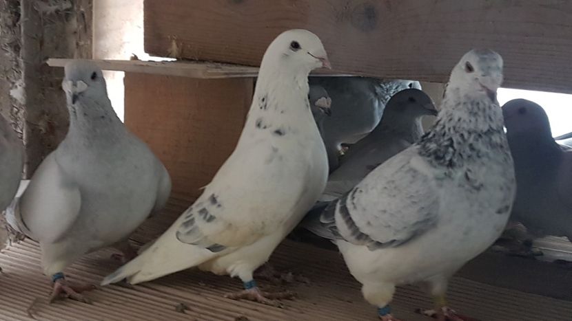  - 0 -8 ian 2019 - Femele