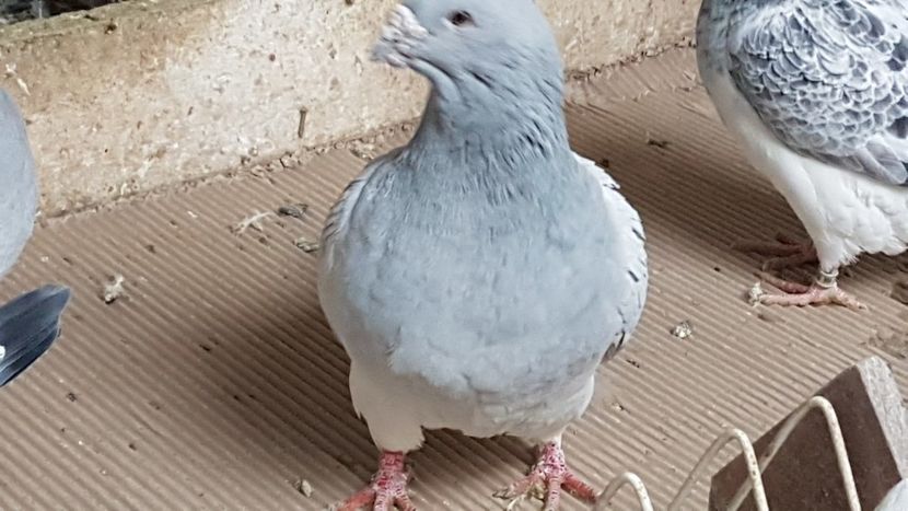  - 0 -8 ian 2019 - Femele