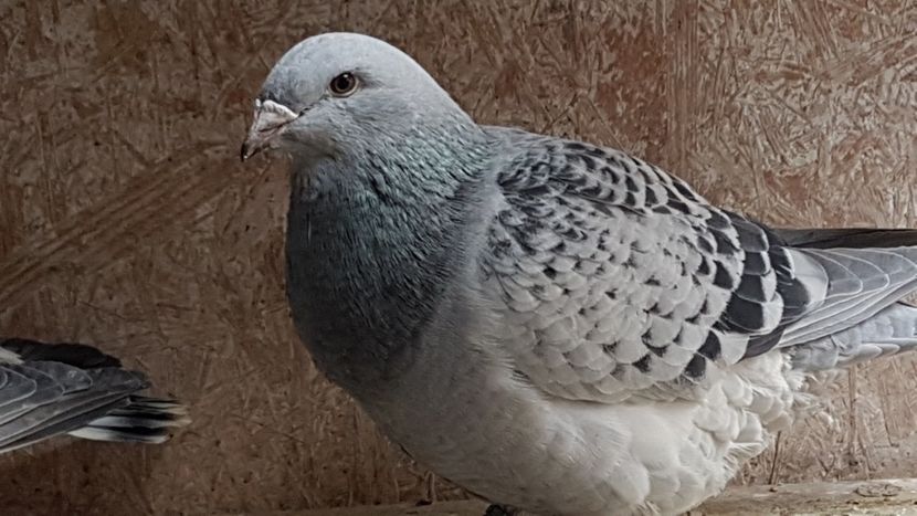  - 0 -8 ian 2019 - Femele