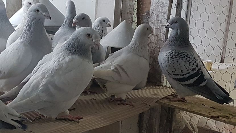  - 0 -8 ian 2019 - Femele