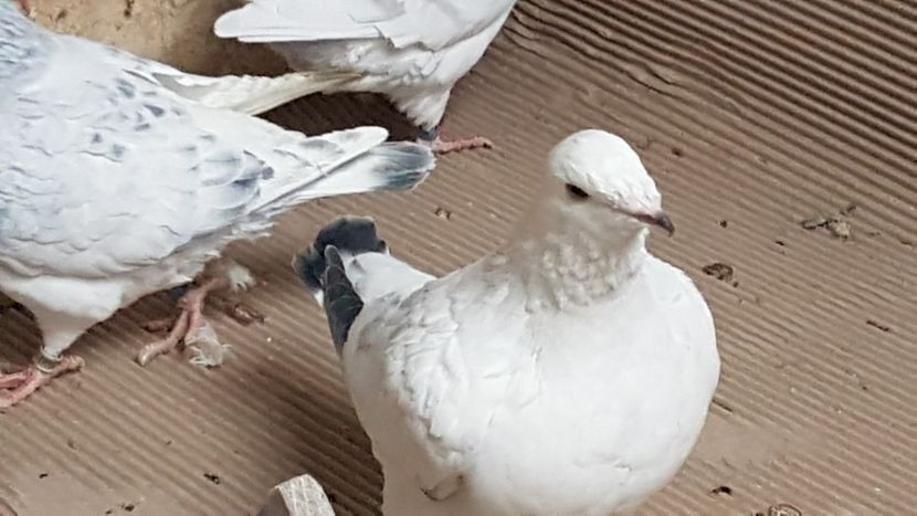  - 0 -8 ian 2019 - Femele