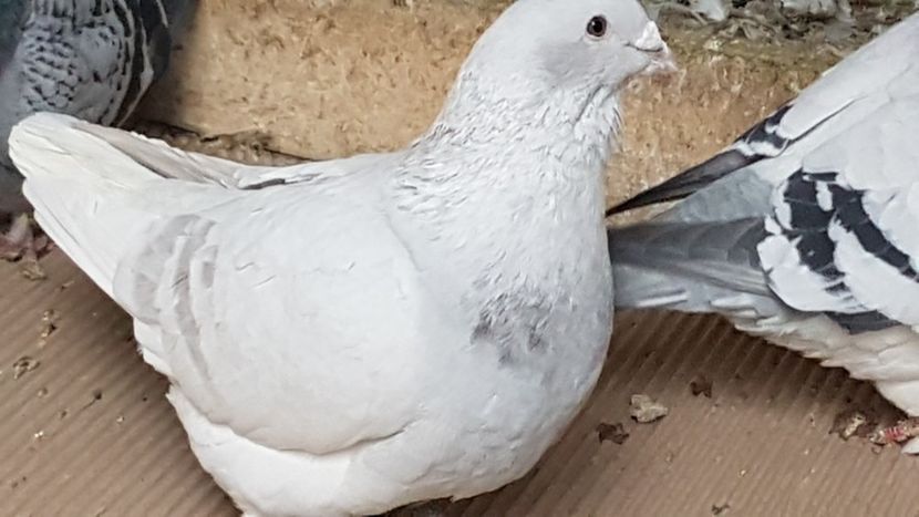  - 0 -8 ian 2019 - Femele