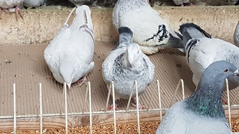  - 0 -8 ian 2019 - Femele