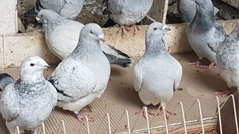  - 0 -8 ian 2019 - Femele