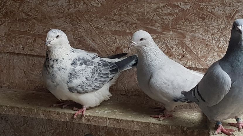  - 0 -8 ian 2019 - Femele