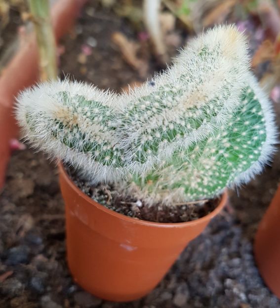 Neobuxbaumia polylopha f cristata - Cactusi si plante suculente 2017-2018-2019