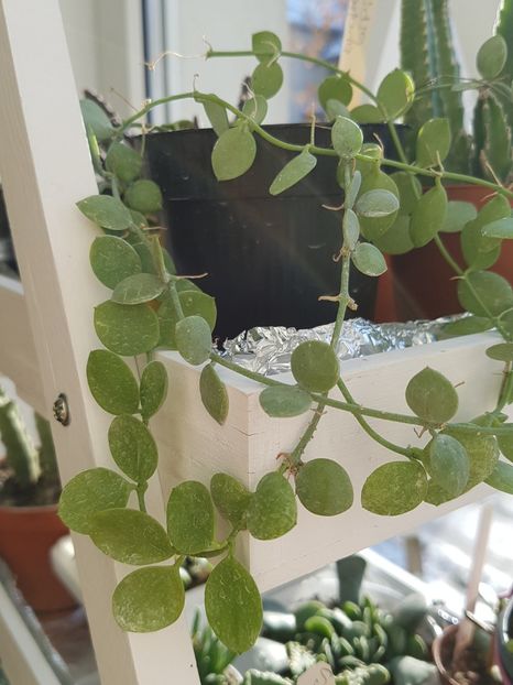 Dischidia nummularia - Cactusi si plante suculente 2017-2018-2019