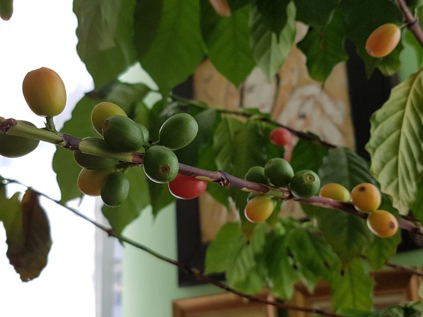 Abia acum, dupa cateva luni, boabele incep sa se coaca - Arborele de cafea