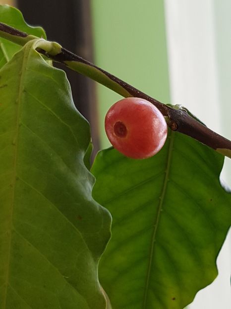  - Arborele de cafea