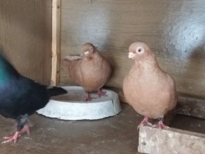  - femele ardeleni 2019