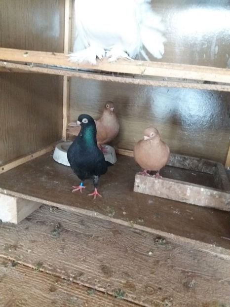  - femele ardeleni 2019