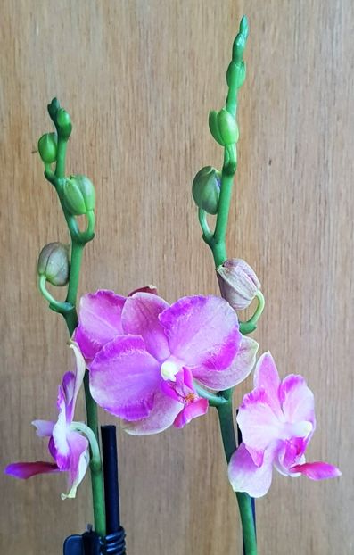  - Phalaenopsis 1