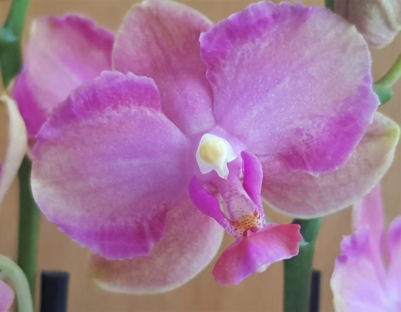 Taisuco Jasper - Phalaenopsis 1