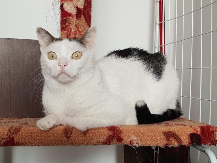 received_2299869110030453 - FELIX