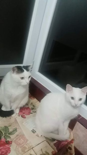 received_1968005706800289 - FELIX