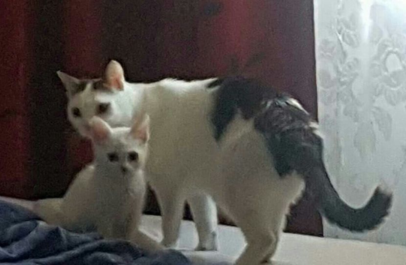 received_1698245183541450-2-1 - FELIX