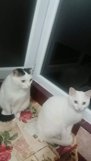 received_1968005706800289 - Pufuleț