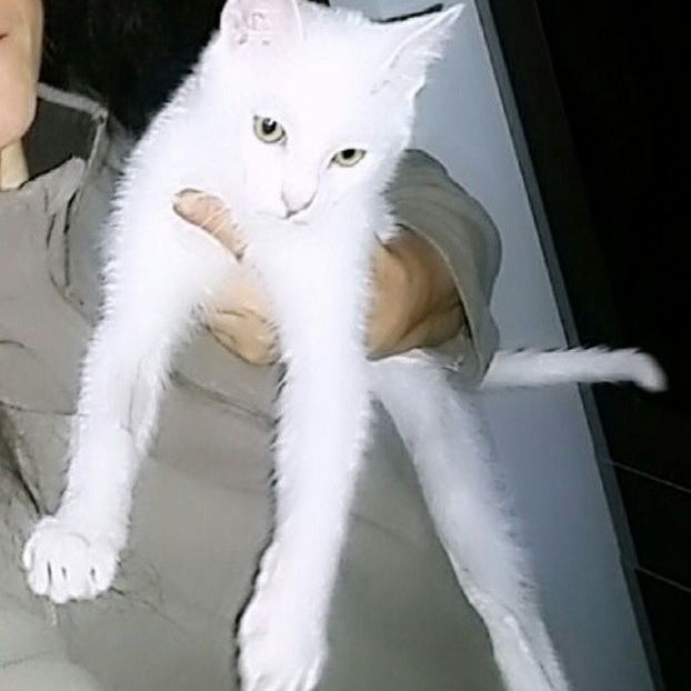  - Pufuleț