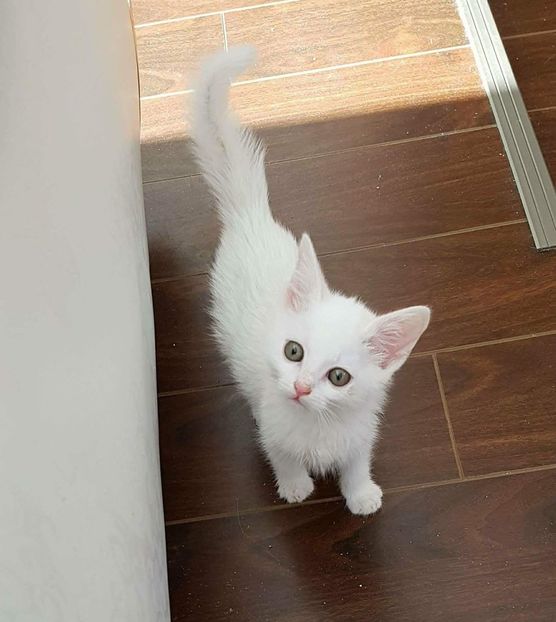 received_1695596353806333 - Pufuleț