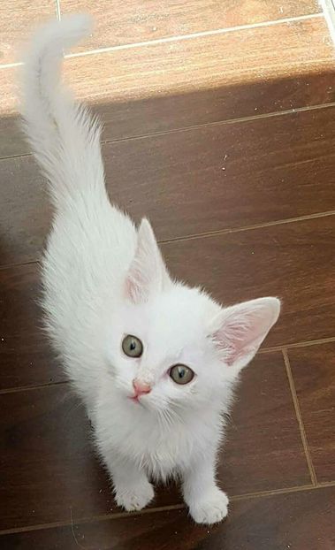 received_1695596353806333-1 - Pufuleț
