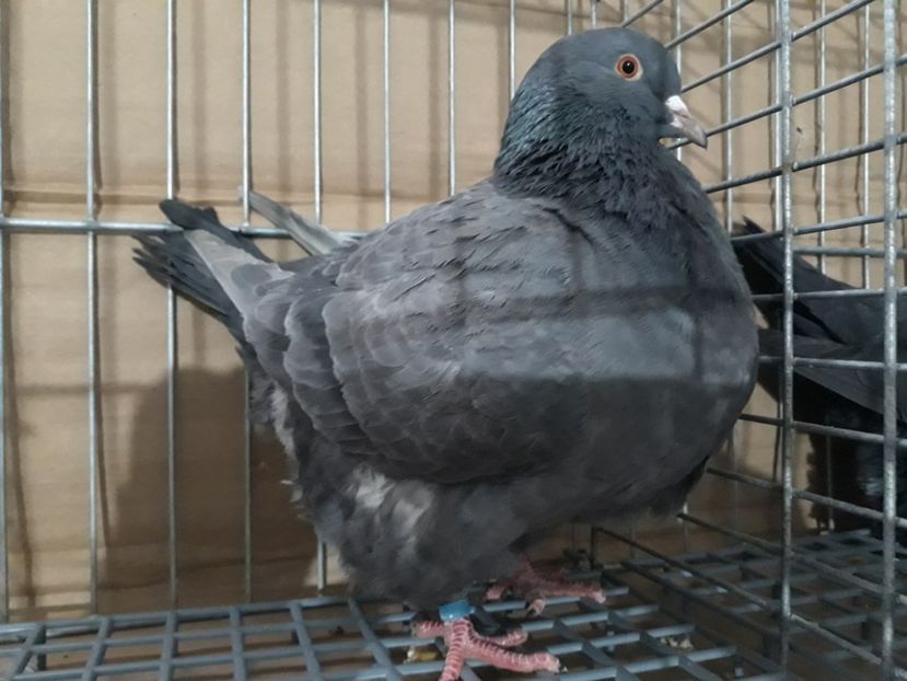 F 2018 - Texani 2019