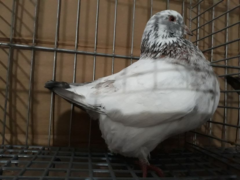 F 2018 - Texani 2019