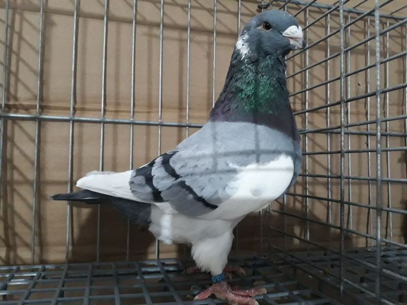 M 2018 - Porumbei Americani