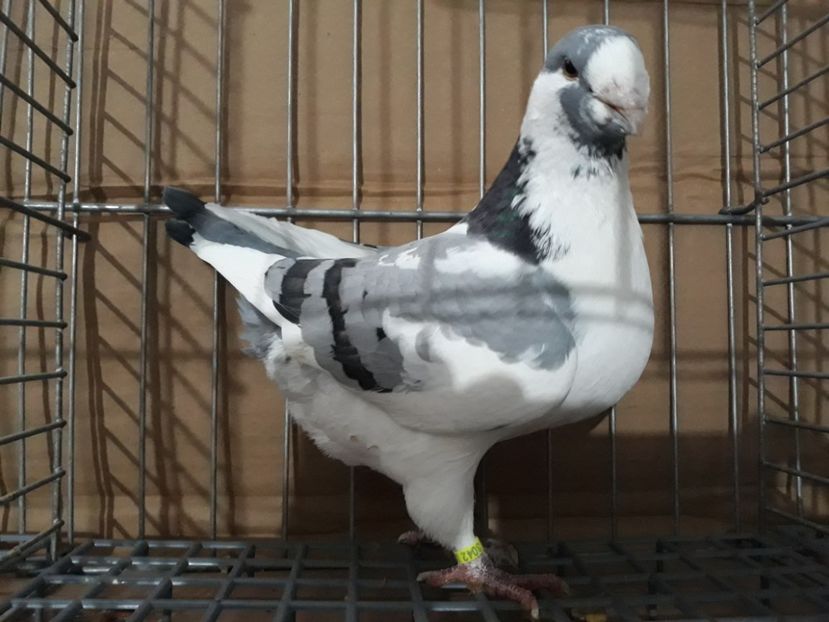 F 2017 - Porumbei Americani