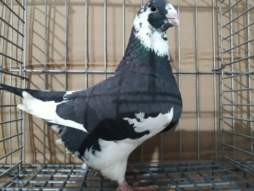 F 2018 - Porumbei Americani