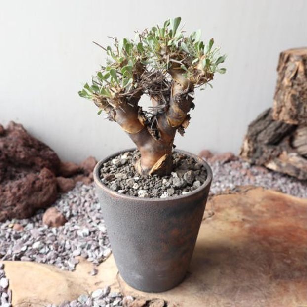 Othonna cremnophila - Whish list pentru viata urmatoare1