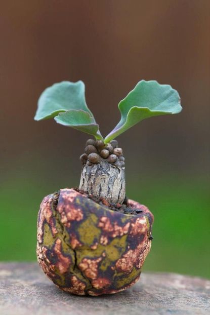 Kitoi: Othonna armiana - Vase - aranjamente - accesorii