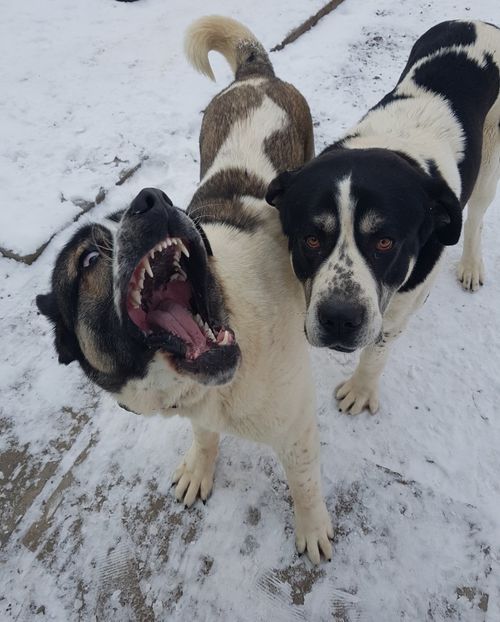  - 9----CIOBANESC DE ASIA CENTRALĂ 2019