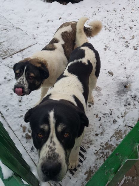  - 9----CIOBANESC DE ASIA CENTRALĂ 2019