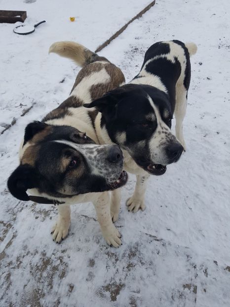  - 9----CIOBANESC DE ASIA CENTRALĂ 2019