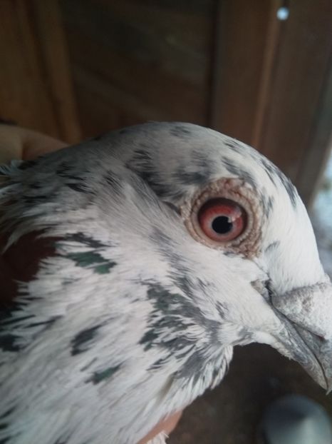  - Pereche de porumbei pietraini