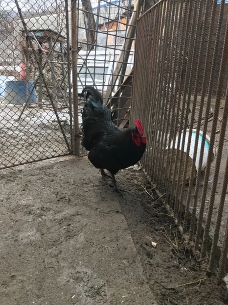 3E8736FD-EC29-4EFA-9E52-4F1D6726F399 - Australorp 2019